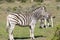 Burchell`s Zebra, Equus quagga burchellii, Addo Elephant National Park, Eastern Cape, South Africa