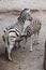 Burchell\'s zebra (Equus quagga burchellii) feeding its foal.