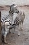 Burchell\'s zebra (Equus quagga burchellii) feeding its foal.
