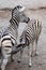 Burchell\'s zebra (Equus quagga burchellii) feeding its foal.