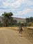 Burchell\\\'s zebra, Equus quagga burchellii. Madikwe Game Reserve, South Africa