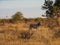 Burchell\\\'s zebra, Equus quagga burchellii. Madikwe Game Reserve, South Africa