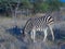 Burchell\\\'s zebra, Equus quagga burchellii. Madikwe Game Reserve, South Africa