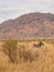 Burchell\\\'s zebra, Equus quagga burchellii. Madikwe Game Reserve, South Africa