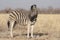 Burchell`s Zebra in Etosha National Park