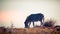 Burchell`s zebra feeding on a ridge in Africa