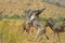 Burchell`s zebra fighting in a game reserve in South Africa