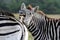 Burchell\'s Zebra funny face