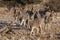Burchell`s zebra group run, etosha nationalpark, namibia