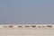 Burchell`s zebra herd in a salt pan, etosha nationalpark, namibia