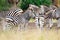 Burchell`s Zebra, Kruger National Park, South Africa