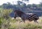 Burchell`s zebra in the Kruger Park landscape