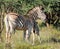Burchell`s Zebra Mother And Foal