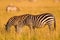 Burchell\\\'s Zebra pair grazing in the savannah grasslands in the Masai Mara