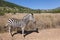 BurchellÂ´s Zebra in Pilanesberg National Park