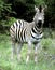 Burchell\'s Zebra posing in Hluhluwe-Umfolozi game park section