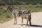 Burchell`s zebra South Africa Adoo National Park