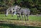 Burchell`s zebra is a southern subspecies of the plains zebra