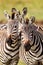 Burchell\\\'s Zebra walking and fighting along a dust road in the Masai Mara