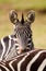 Burchell\\\'s Zebra walking and fighting along a dust road in the Masai Mara