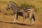 Burchell\'s Zebras (Equus burchellii)