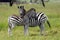 Burchell\'s zebras in love