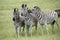 Burchell\'s zebras in South Africa