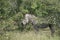 Burchell Zebra Kruger National Park