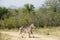 Burchell Zebra Kruger National Park