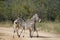 Burchell Zebra Kruger National Park