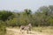 Burchell Zebra Kruger National Park