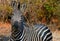 Burchell zebra looking at camera with two oxpeckers on it`s back