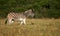 Burchell Zebra side profile portrait