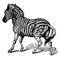 Burchell Zebra, vintage illustration