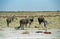 Burchell zebras, Etosha National Park, Namibia