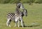 Burchell zebras playing in the field,