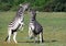 Burchell zebras playing in the field,