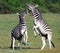 Burchell zebras playing in the field,