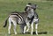 Burchell zebras playing in the field,