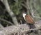 Burchells Coucal