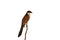 Burchells coucal, Centropus burchell