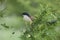 Burchells Coucal in Kruger Park