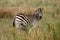 Burchells zebra