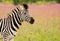Burchells Zebra Closeup