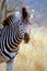 Burchells zebra (Equus quagga burchellii)