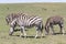 Burchells Zebra, Equus quagga burchellii, Addo Elephant National Park, Eastern Cape, South Africa