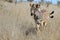 Burchells zebra foals (Equus quagga burchellii)