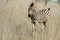 Burchells zebra foals (Equus quagga burchellii)