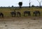Burchells zebra herd grazing