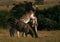 Burchells Zebra jumping/fighting in South Africa.